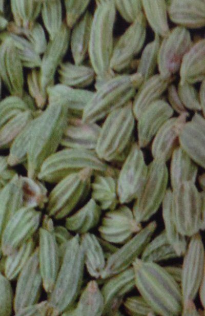 Fennel Seeds