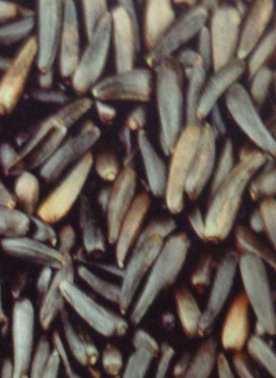 Niger Seeds