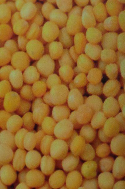 Yellow Mustard Seeds