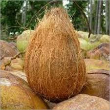 ताजा नारियल 