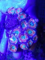 Acans Coral 