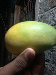 Rich Nutrient Fresh Mango