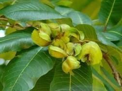 Terminalia Arjuna Extract (Arjunalic Acid 0.5%)