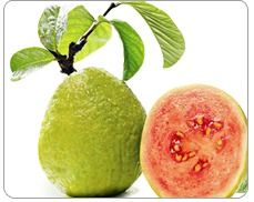 Guava Concentrate