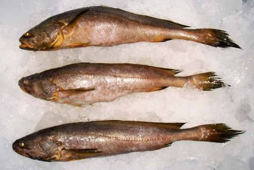 Croaker Fish