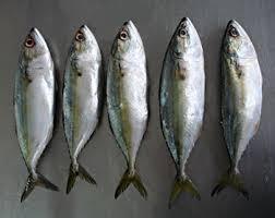 Indian Mackerel Fish