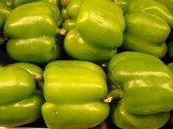 Green Capsicum