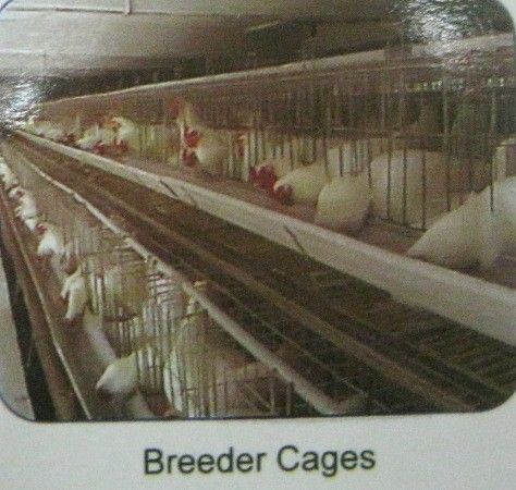 Breeder Cages