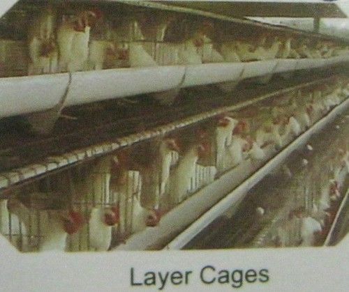 Layer Cages