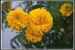 Fresh Marigold Flower