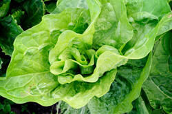 Romain Lettuce