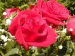 Roses Flower