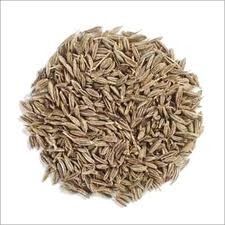 Cumin Seeds - Cuminum Cyminum, 20-30 Cms Height, Pinnate Leaves with Thread-like Leaflets