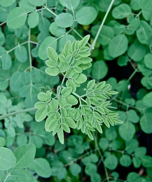 Moringa Oleifera Extract Caliber: 125Mm