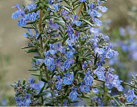 Rosemary Extract (Rosmarinic Acid 10-50%)