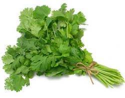 Coriander Leaves