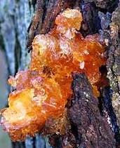Amber Oil From Tree