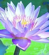 Blue Lotus Absolute