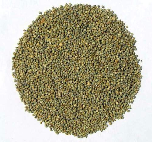 Millet - Premium Quality Machine Clean Pearl Millet | Nutrient-Rich, Drought Tolerant, Ideal for Poultry & Fish Feed