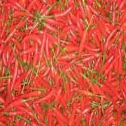 Fresh Red Chilli - Pungent Aroma, Spicy Taste, Exotic Color | Processed in Hygienic Conditions, Ideal for Culinary Enhancements