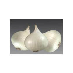 Pure White Onion Seeds