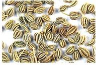 Ajwan Seeds