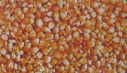 Maize Seed