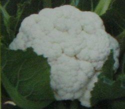 Cauliflower Seeds (DS-210-F1)