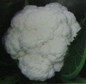 Cauliflower Seeds (Early Kunwari-o.p.)