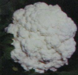 Cauliflower Seeds (Holland Special-O.P.)