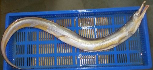 Frozen Eel Fish