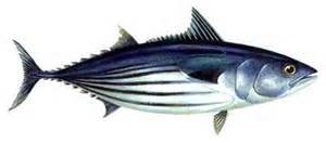 Frozen Skipjack Tuna