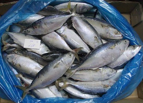  Indian Mackerel