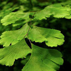 Adiantum Veneris