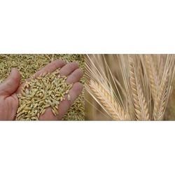 Raw Barley