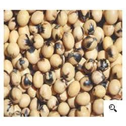 Soyabean Seeds