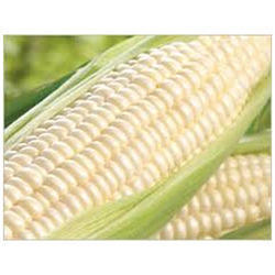 White Maize