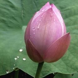 Fresh Lotus Bud