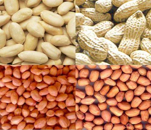 HPS Groundnut Kernels (Peanuts)