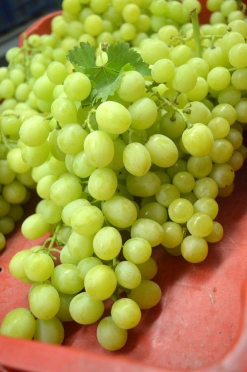 Superior Grapes