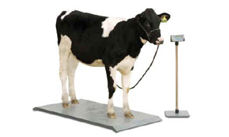 Animal Weighing