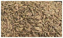 Fennel Seeds