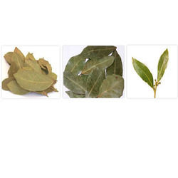 Bay Leaf