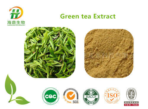 Green Tea Extract