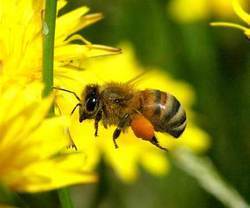 Bee Honey Application: For Industrial & Laboratory Use