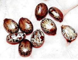 Castor Seeds