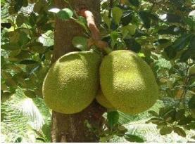 Fresh Jackfruit