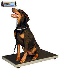 Dog Weighing Scales in Chennai, Tamil Nadu – India Dog Animal Weighing  Machines Manufacturers, Digital Dog Weighing Scales, Weighing Scales for  Dogs, Dog Weighing Machines Suppliers for Dog Stores, Dog Clinics 