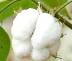 Cotton