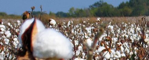 Raw Cotton